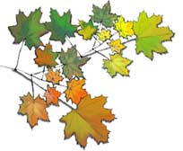 Maple Leaves - 2.jpg